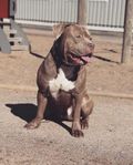 Amerikan bully para