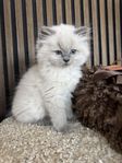 Ragdoll-kattunge till salu – träffa underbara Marshmallow