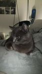 russian blue