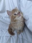 Lugn och sällskapig kattunge