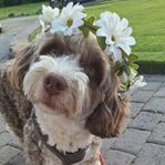 American Bernedoodlevalpar F2b väntas fom 28/7.