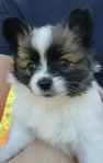 pomchi papillon 
