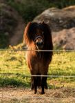 snygg hingst söker sin egna familj 