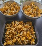 Kantareller