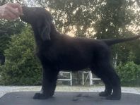 Flatcoated Retriever valpar 5 st tikar leveransklara