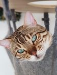 Bengal Hane 3år kastrerad
