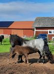 Shetland sto 