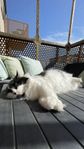 Omplacering av katt