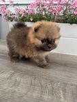 SKK Pomeranian 