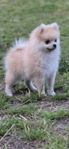 pomeranian 