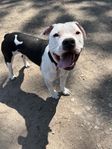 American staffordshire terrier 