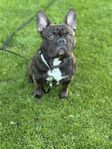Fransk bulldog 
