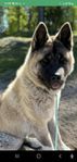 Amerikansk Akita 10 mån.