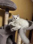 katt