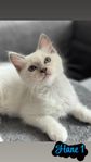 Ragdoll kattungar