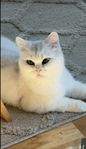 Brittisk korthår teddy katt.