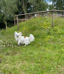 Chihuahua tik SKK