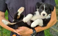 Border collie valpar