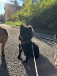 Söt och lekfull Pomeranian söker nytt hem (Tingad)