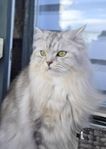 Brittisk långhårig katt