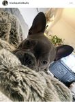 Franskbulldog Tik
