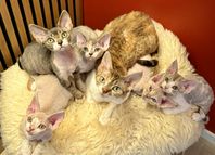 Purrfect Devon Rex kattungar söker kärleksfulla hem!