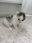 kattungar