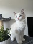 Ragdoll kattungar (leveransklara)