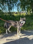 Draghundstik säljes