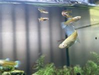Akvariefisk Albino Guppy 