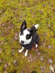 Border collie tik