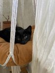 Kattunge