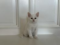 Katt - Kattungar Bondkatt/Turkisk Angora Ragdoll