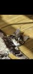 maine coon hona