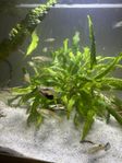 guppy