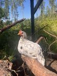 Tuppar Silveruddsblå 