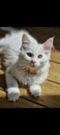 maine coon hona