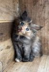 Ljuvliga kattungar Maine Coon/Neva Masquerade