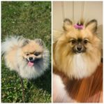 Pomeranian SKK reg valpar väntas