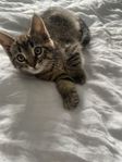 Kattunge blandras/norsk skogkatt lev.klar 30/7