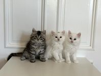 Katt - Kattungar Turkisk Angora/Ragdoll/Brittiskt Långhår
