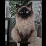 Ragdoll