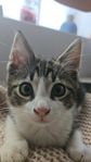 katt, chippad och vaccinerad.