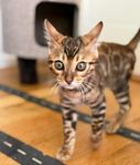 bengal kattunge