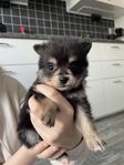 Pomeranian valpar 