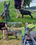 Xoloitzcuintle stor, hanvalp