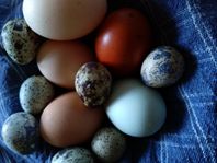 Avelsägg och matägg