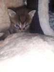 kattungar leveransklara 21 september
