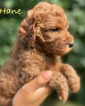 Australian Labradoodle ALD - Wala