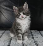 Maine Coon kattungar med stamtavla